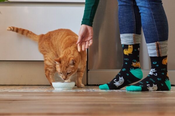 smaczna karma dla kota