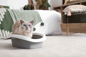 śmierdzące kupy u kota