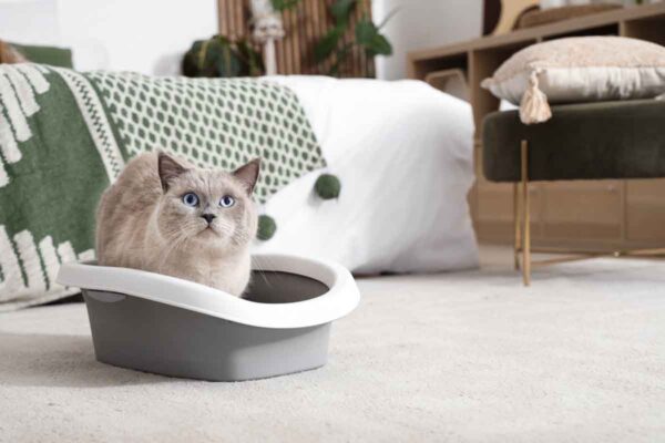 śmierdzące kupy u kota