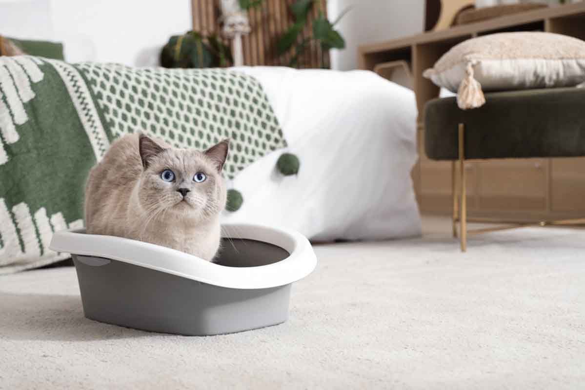 śmierdzące kupy u kota