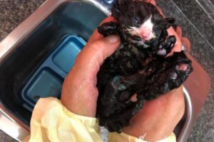 kotka pokryta smołą