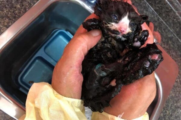 kotka pokryta smołą