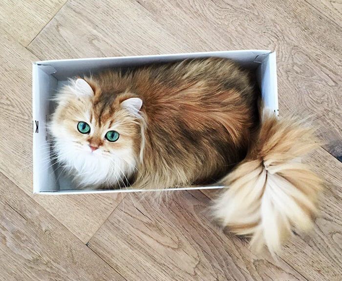 Smootkie kot brytyjski długowłosy