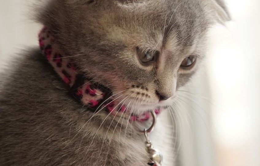 palenie papierosów a kot