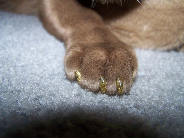 softpaws_catster.jpg