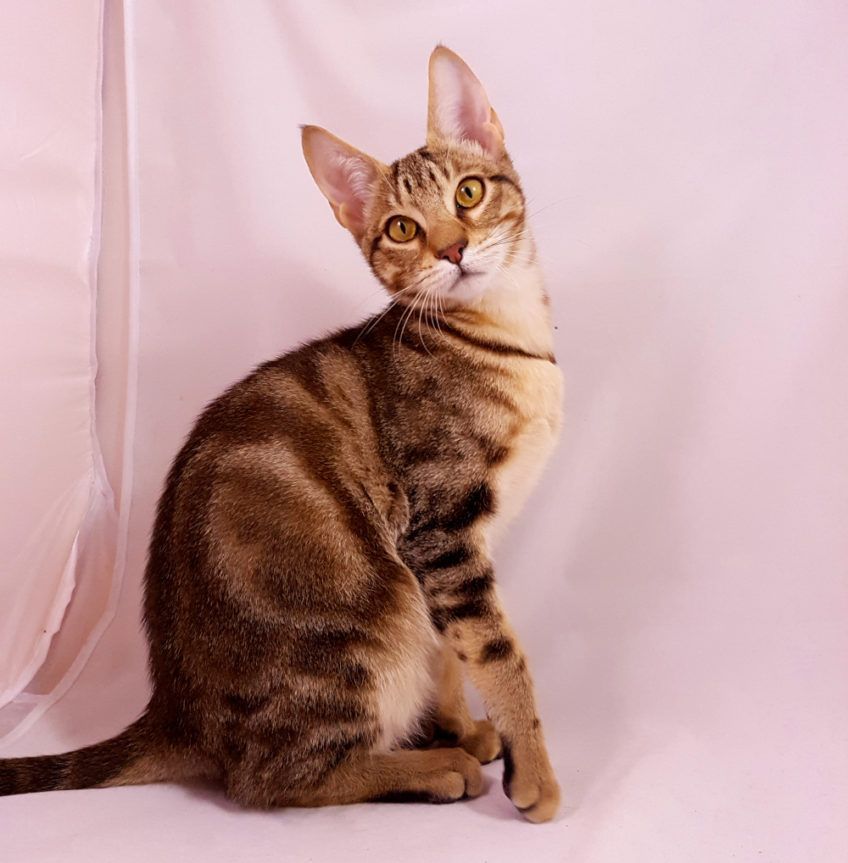 Sokoke siedzący w studio