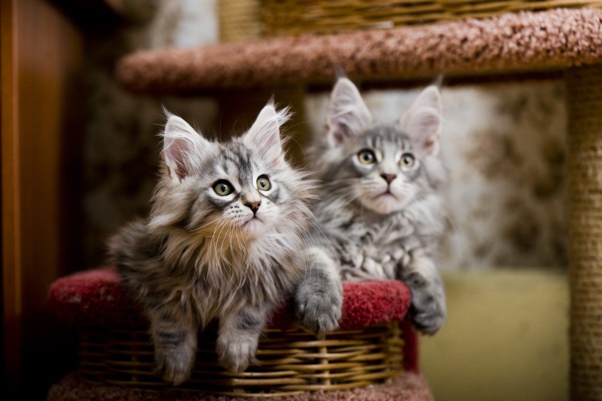 spokój w wielokocim domu