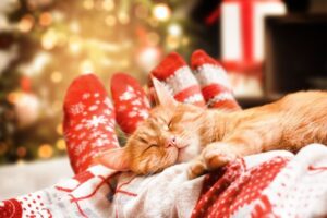 spokojne święta z kotem