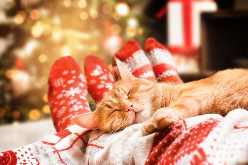 spokojne święta z kotem