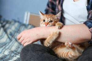 sporotrychoza rzadka choroba kotów