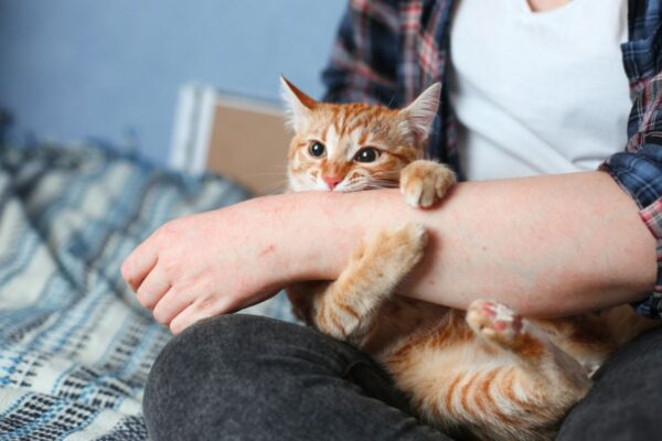 sporotrychoza rzadka choroba kotów