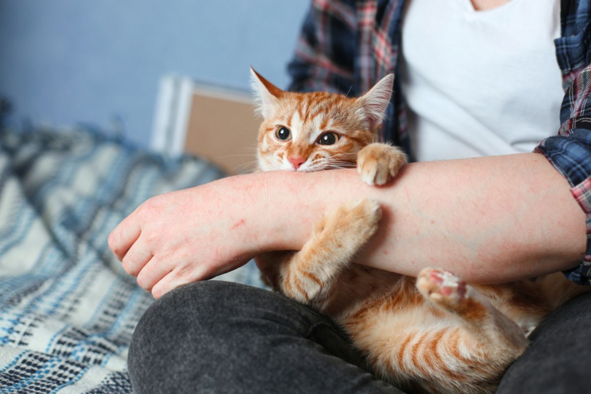 sporotrychoza rzadka choroba kotów