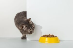 sposoby na podanie kotu suchej karmy