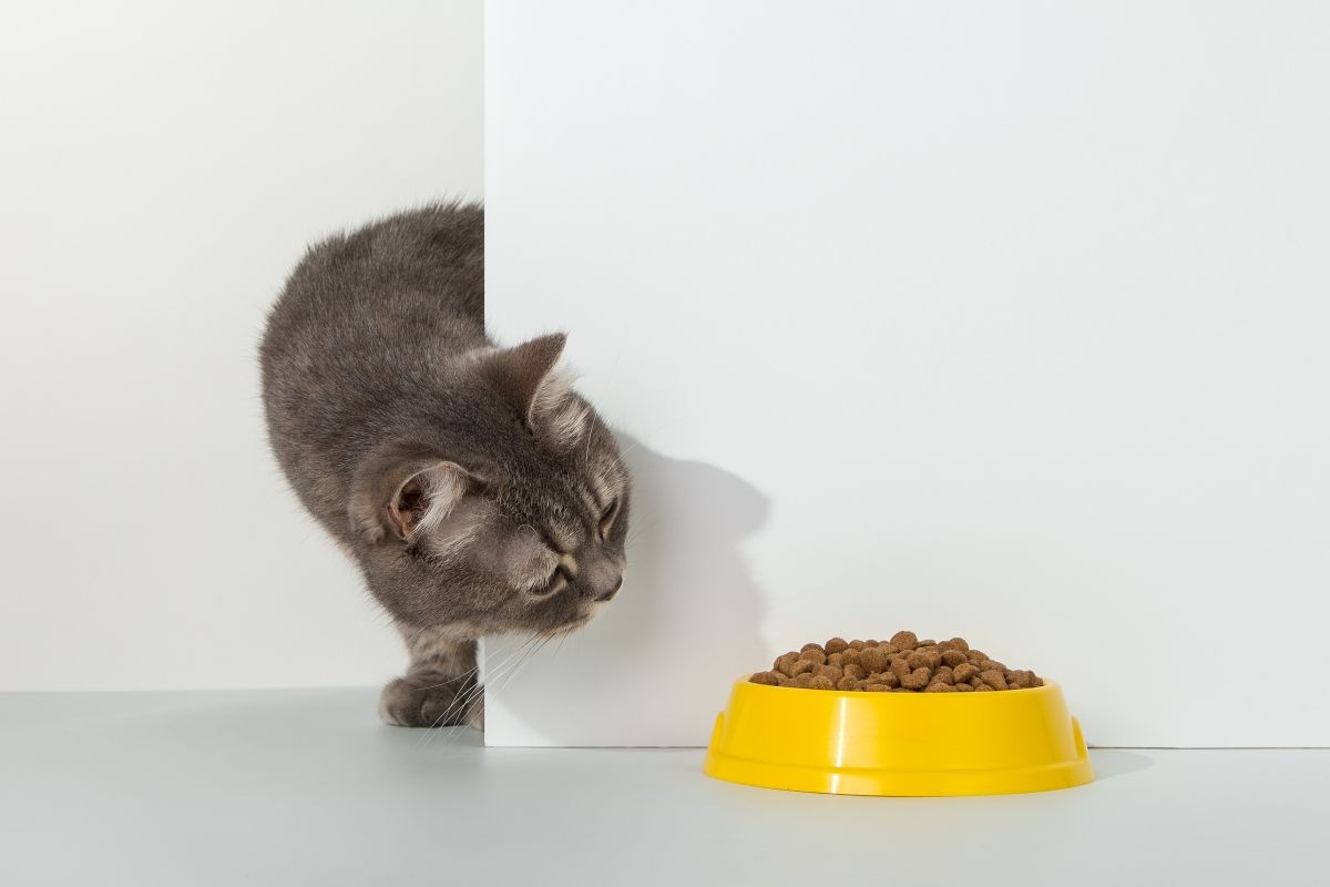 sposoby na podanie kotu suchej karmy
