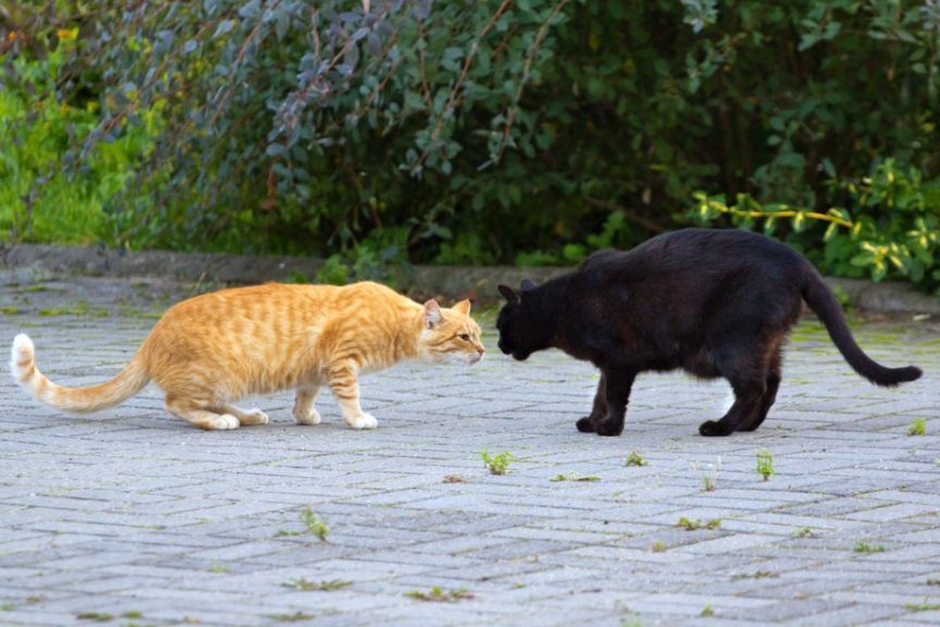 czy koty rozpoznają inne koty