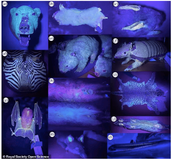 ssaki świecą w ciemności