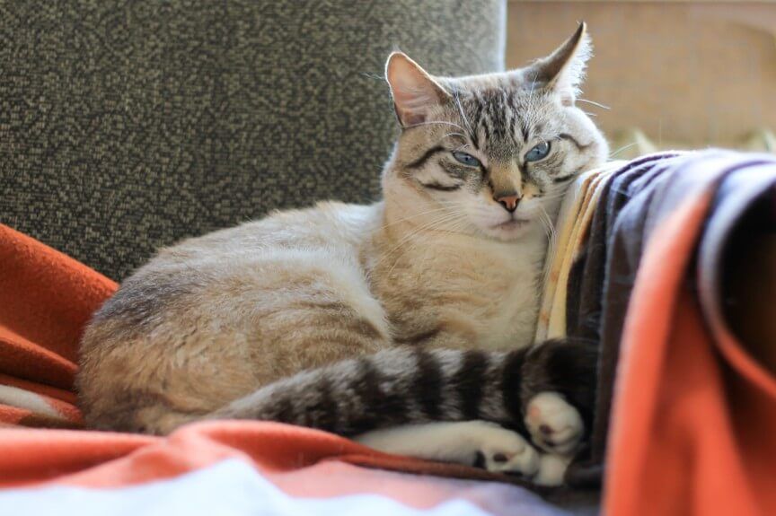 dom spokojnej starości dla kotów