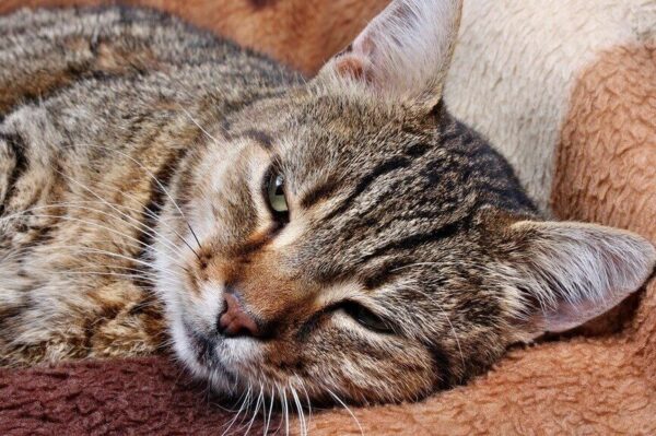 wypadanie sierści u kota