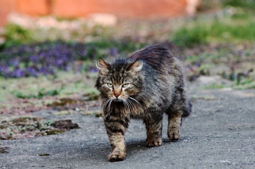 stephen king smucky church