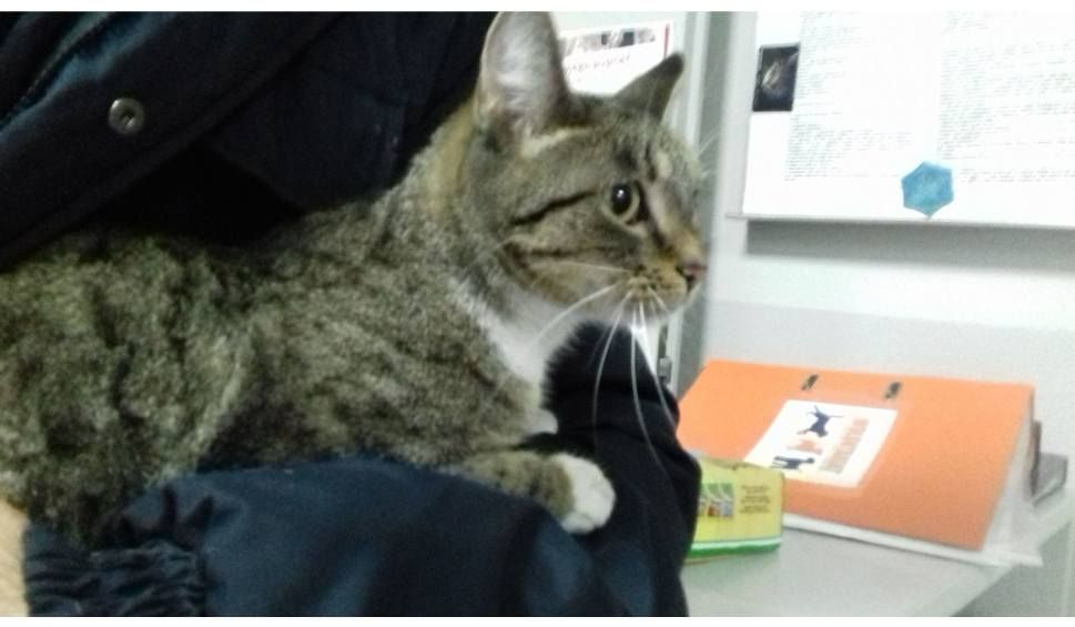 fot. Straż Miejska w Lublinie