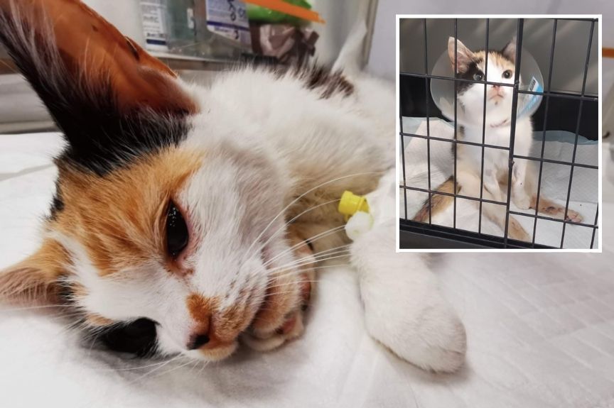 strzela z wiatrówki do kotów.jpg