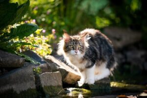 strzelił do kota oczko wodne