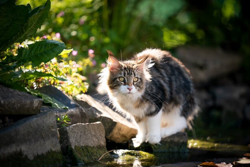 strzelił do kota oczko wodne