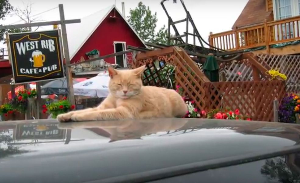 kot stubbs burmistrz miasta na alasce