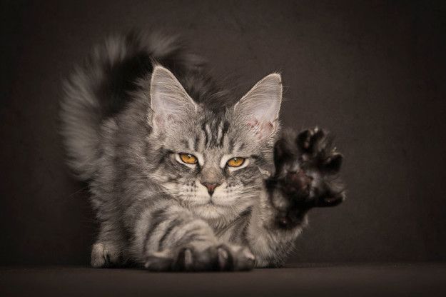 maine coon
