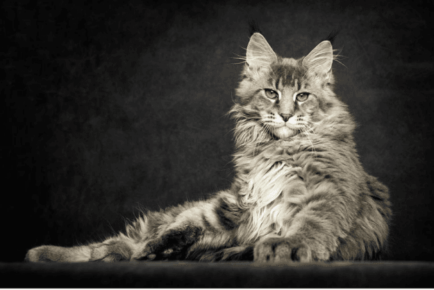 maine coon