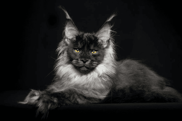 maine coon