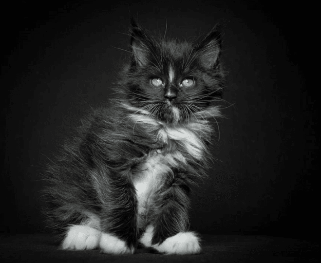 maine coon