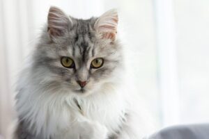 jaki jest kot syberyjski