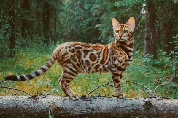 jaki jest kot bengalski