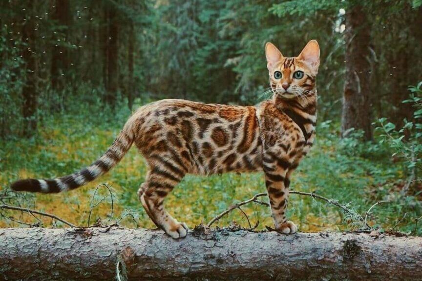 jaki jest kot bengalski