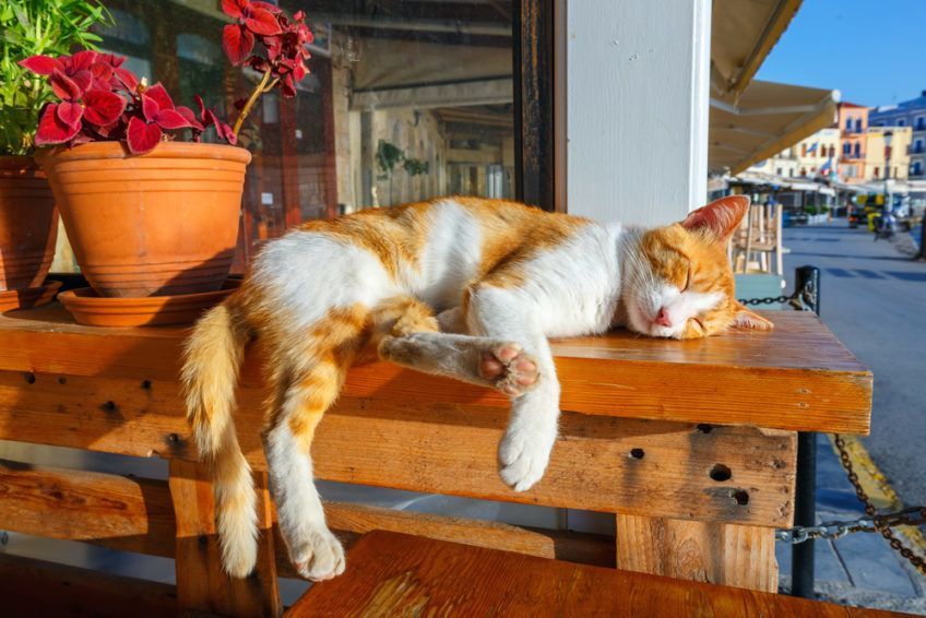 kot na słońcu