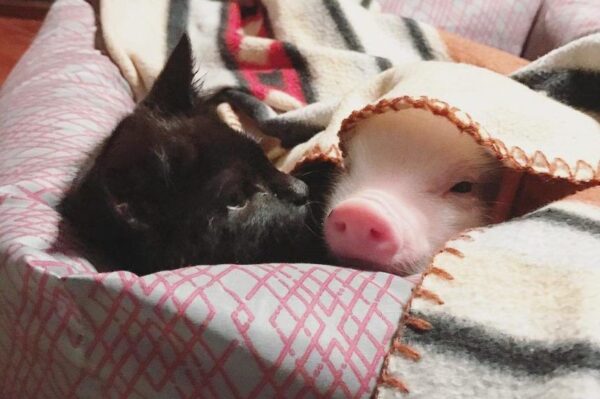 świnka i kot