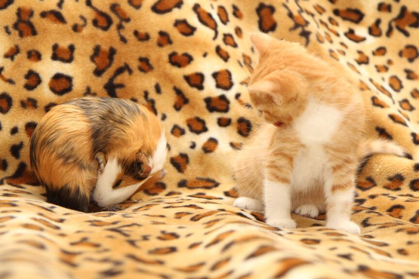 przyjaźń kota i świnki morskiej