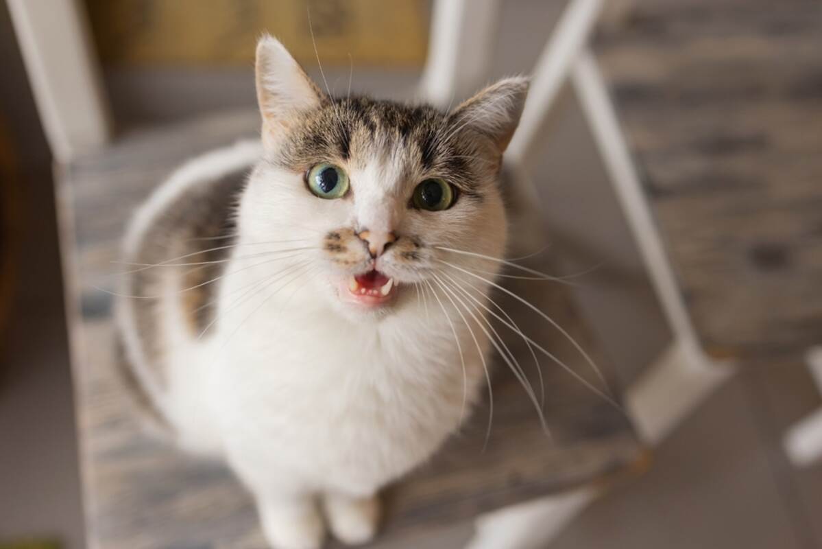 świszczący oddech u kota