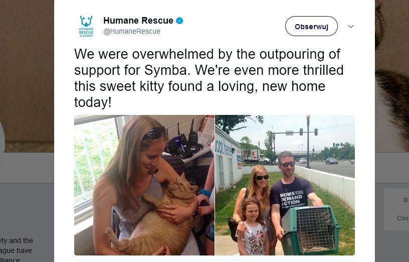 symba bardzo gruby kot adoptowany