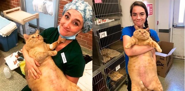 symba bardzo gruby kot w lecznicy