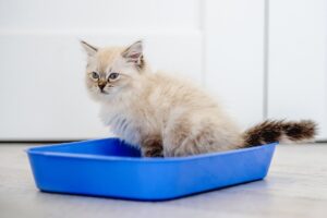 syndrom urologiczny kotów