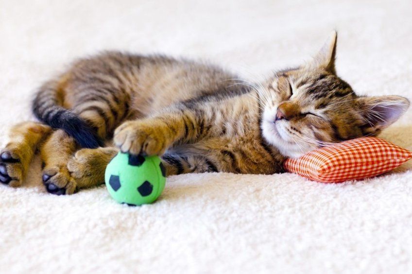 jak bawić się z kotem