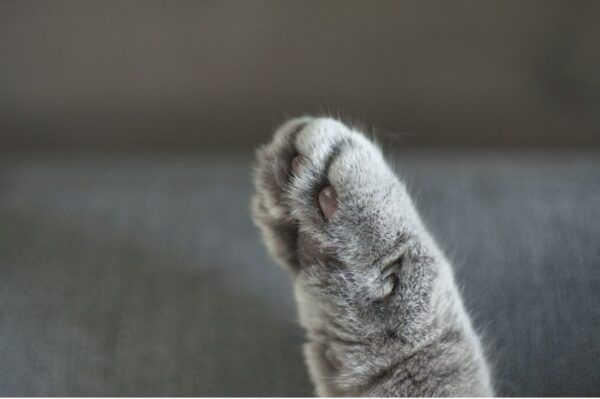 Jak dbać o łapy kota, by zawsze były zdrowe i miękkie? Nie jest to trudne, wystarczy regularność i odpowiednio dobrane \