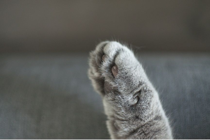 Jak dbać o łapy kota, by zawsze były zdrowe i miękkie? Nie jest to trudne, wystarczy regularność i odpowiednio dobrane \