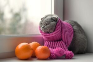 Jak wzmocnić odpornośc kota? Dziś o tym opowiadamy.