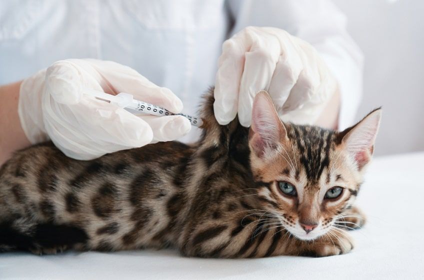 szczepienie kota na wściekliznę