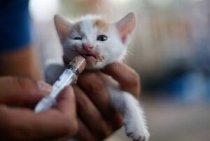 szpital dla zwierząt w Turcji