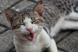 Bezdomna kocia mama zaprowadziła kobietę do swoich młodych!