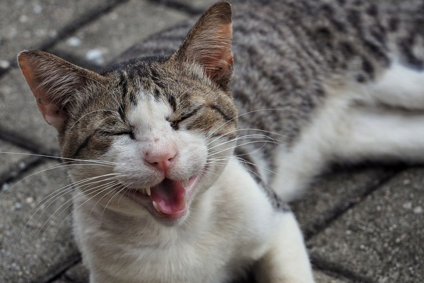 Bezdomna kocia mama zaprowadziła kobietę do swoich młodych!